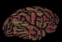 El coneixement del cervell en un llibre per a docents